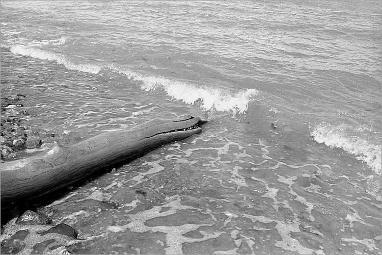 »Seeschlange«, aus dem Portfolio »Møns Klint«, Foto © Friedhelm Denkeler 1983