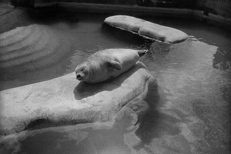 »Auch eine Robbe badet gern in der Sonne«, Zoologischer Garten, Berlin, Foto © Friedhelm Denkeler 1992