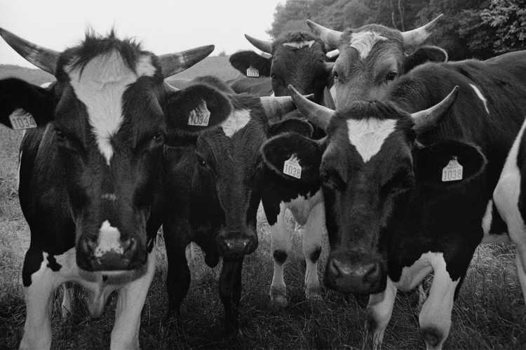 »Die Kühe der 1030er-Familie«, Gammelmark, Dänemark, Foto © Friedhelm Denkeler 2000