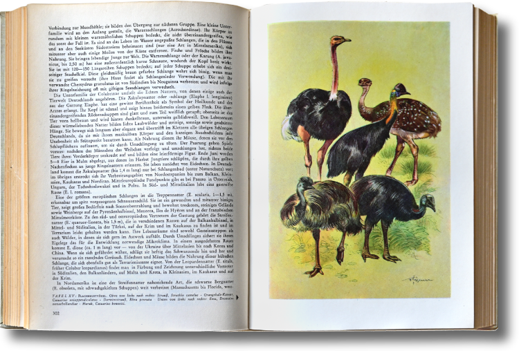 »Das Tierreich nach Brehm«, Bertelsmann Lesering, 1950er Jahre, Foto © Friedhelm Denkeler 2022