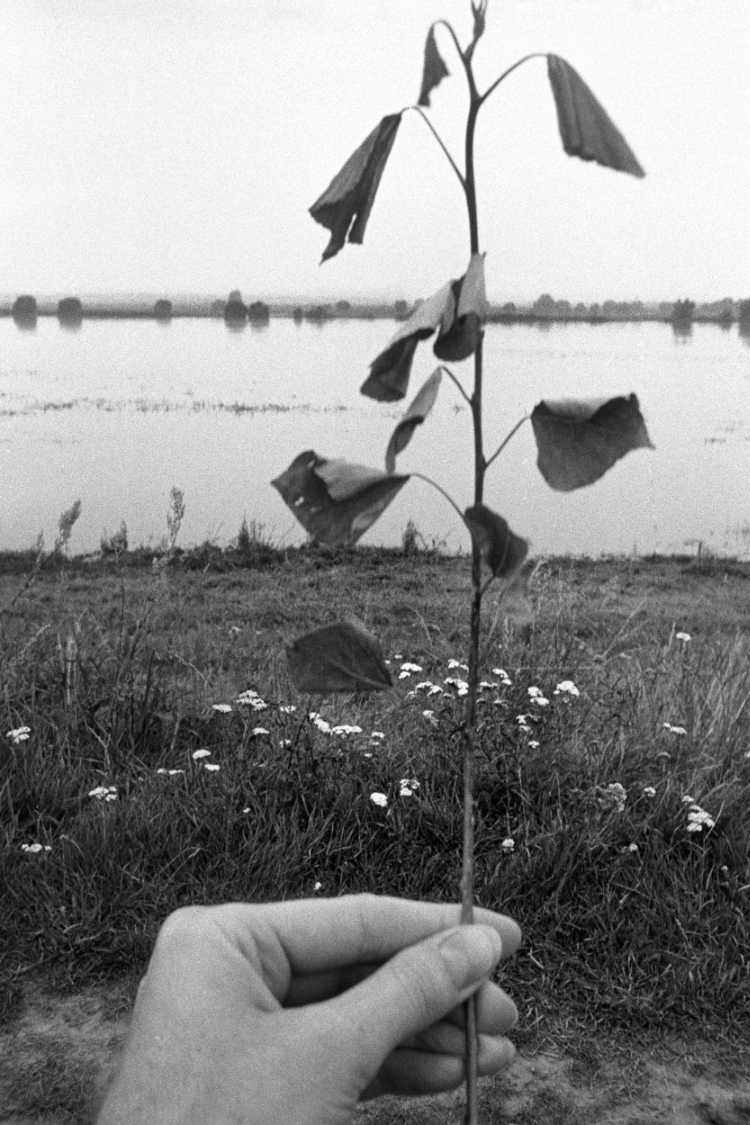 »Verwelkter Zweig«, Schnackenburg, aus dem Portfolio »Harmonie eines Augenblicks«, Foto © Friedhelm Denkeler 1980