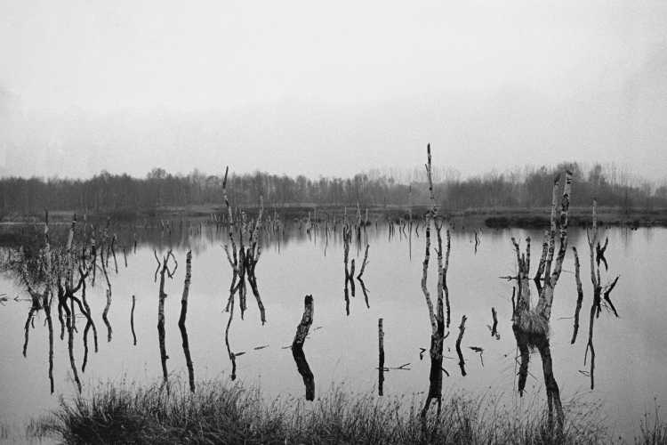 »Abgestorbene Moorbirken 2«, Lübbecke/ Hille, aus dem Portfolio »Westfälische Landschaften«, Kapitel »Das Teufelsmoor«, Foto © Friedhelm Denkeler 1988