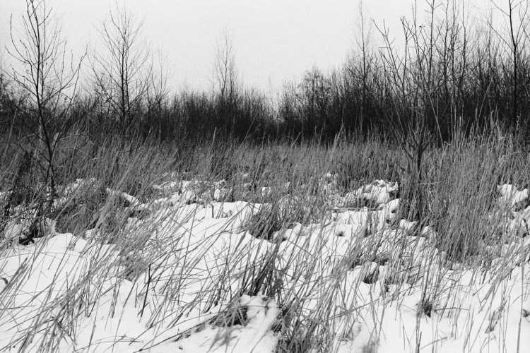 »Wenn Schnee auf Gräser fällt … 1«, Espelkamp, aus dem Portfolio »Westfälische Landschaften«, Kapitel »Winter in Westfalen«, Foto © Friedhelm Denkeler 1986