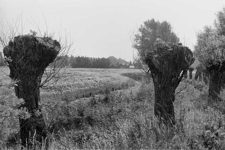 »Kornfeld mit Weidenbäumen», Tonnenheide, aus dem Portfolio »Westfälische Landschaften«, Kapitel »Auf Feld und Flur«, Foto © Friedhelm Denkeler 1985