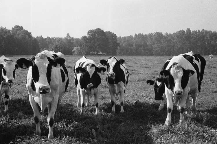»Neugierige Kühe», Rahden-Varl, aus dem Portfolio »Westfälische Landschaften«, Kapitel »Auf Feld und Flur«, Foto © Friedhelm Denkeler 2000