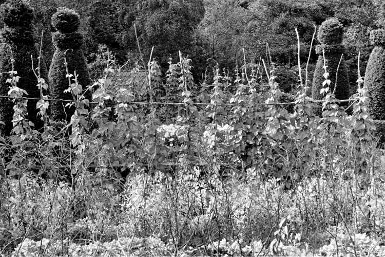 »Bauerngarten 2«, Museumsdorf Detmold, aus dem Portfolio »Westfälische Landschaften«, Kapitel »Im Teutoburger Wald«, Foto © Friedhelm Denkeler 1988