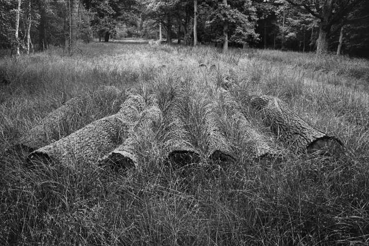 »Schlafende Bäume«, Schnackenburg, 1980