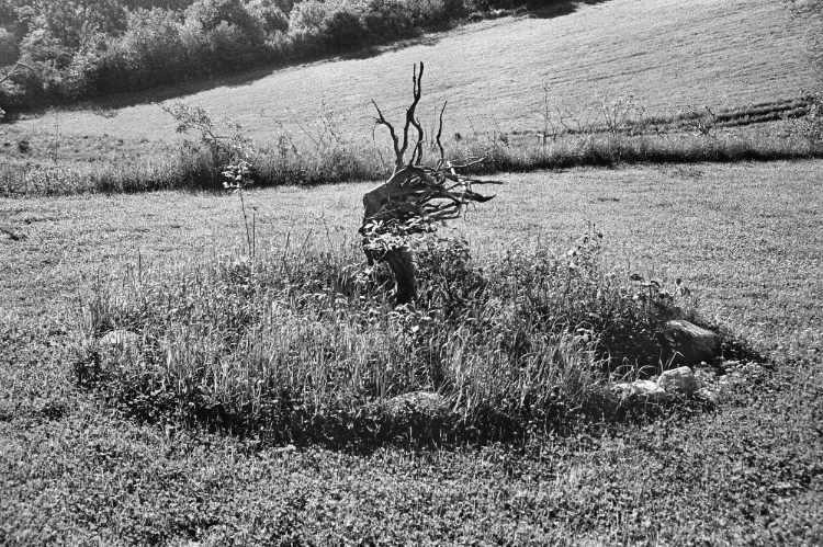 »Baum mit Wurzelwerk«, Gammelmark, Dänemark, 2000