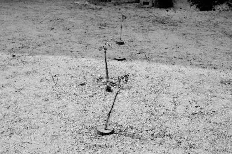 »Neupflanzung in der Brache«, Prora, Insel Rügen, 2008