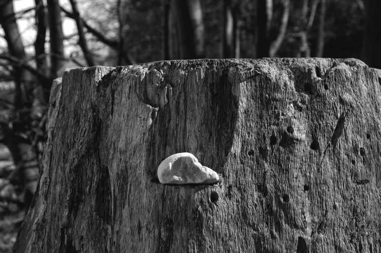 »Stillleben in der Granitz«, Ostseeinsel Rügen, 2010