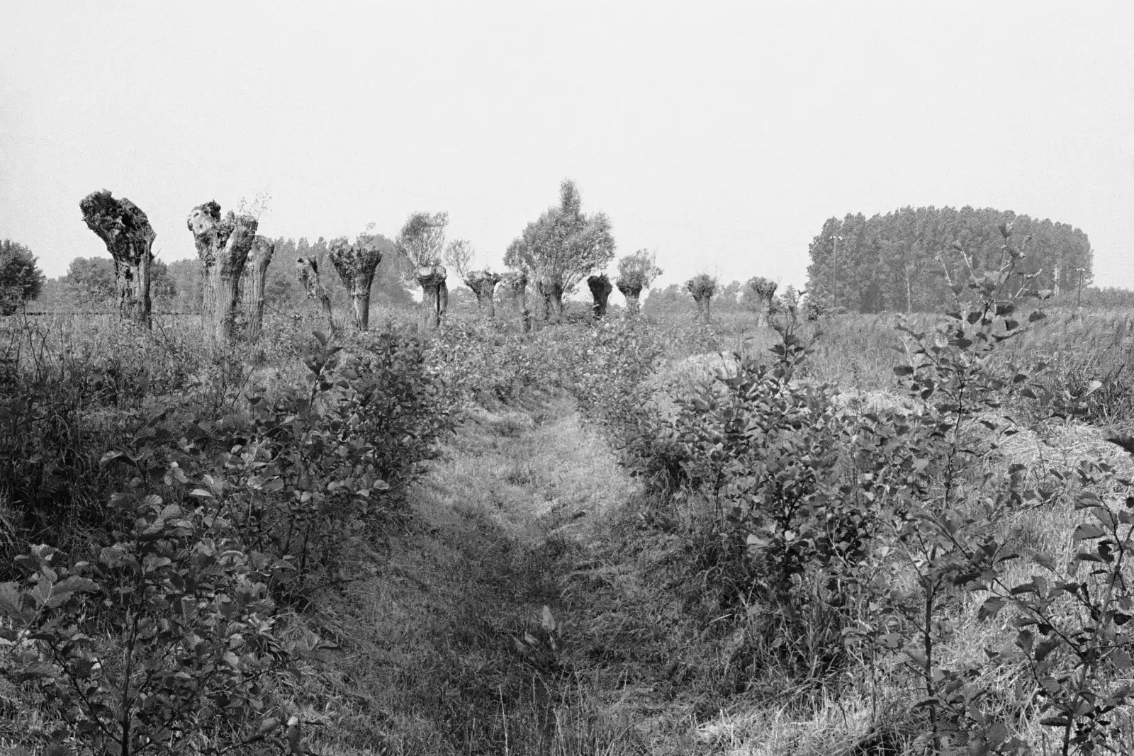 »Graben mit beschnittenen Weidenbäumen», »Graben mit beschnittenen Weidenbäumen», Tonnenheide, aus dem Portfolio »Westfälische Landschaften«, Kapitel »Auf Feld und Flur«, Foto © Friedhelm Denkeler 1985